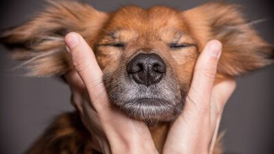 Duyguları yüzlerinden okunuyor