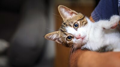 Eviniz kedi dostu mu?