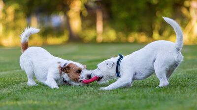 Nefreti değil, sevgiyi besleyelim…