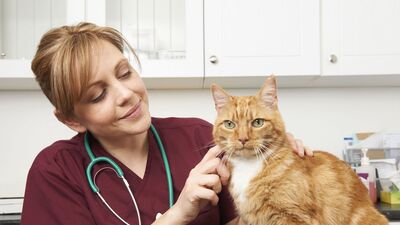 Evcil dostlarımızı neden aşılatmalıyız?