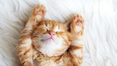 Kedinizin karakteri nasıl şekilleniyor?