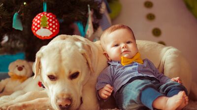 Evcil hayvanlar bebeklerin mikrobiyomuna faydalı