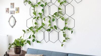 Duvarlarınızda bitkilere yer açın!