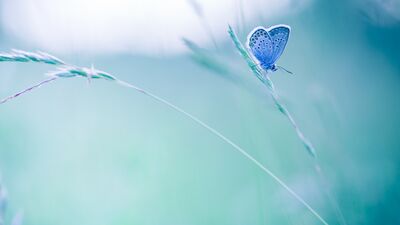 Beklemek ya da beklememek