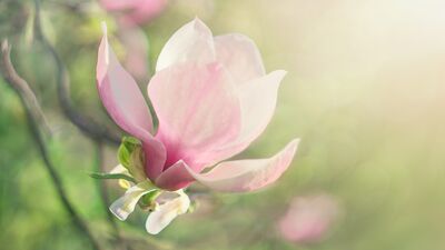 Menopoz öncesi dönem için doğal öneriler