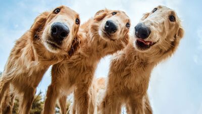 'Yılın Köpek Fotoğrafçısı Yarışması'nın kazananları