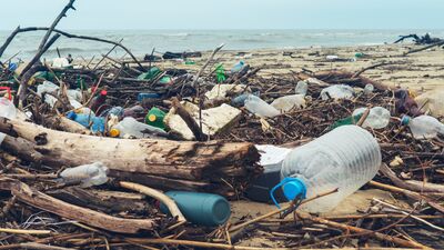 Plastik, nesilleri bozuyor!