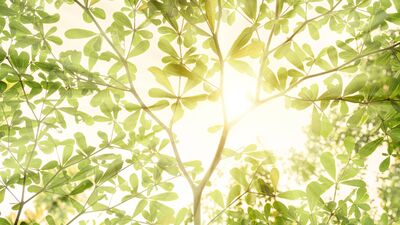 Fazlalıklardan arınmak