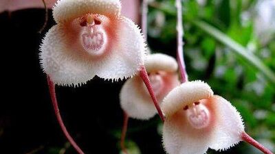 Gülümseten doğal tesadüfler