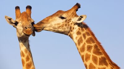 Bağlanma tarzınız ilişkilerinizi etkiliyor