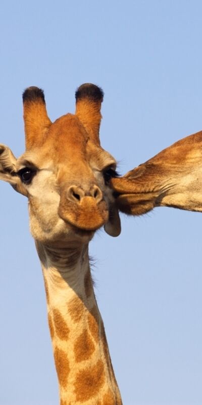 Bağlanma tarzınız ilişkilerinizi etkiliyor