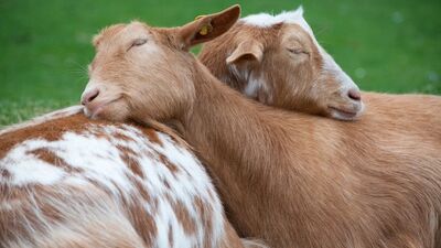 Aşkın en tatlı halleri