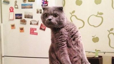 İnsanlardan hiçbir farkı olmayan kediler