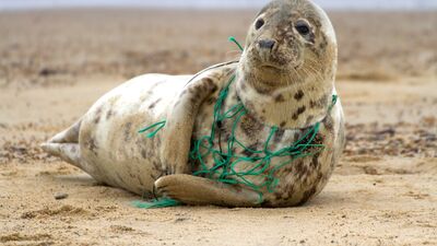 Doğaya zarar vermek suçtur!