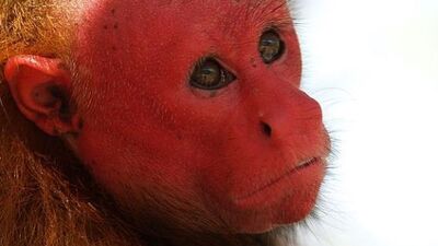 Bu hayvanlar gerçek mi?