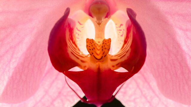 Vajinal enfeksiyonlar hormonlarla da bağlantılı