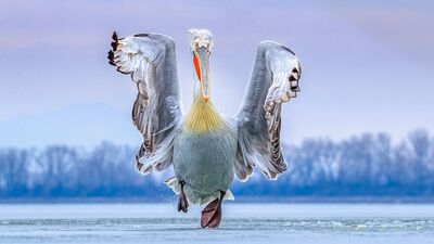 2019 yılının en güzel kuş fotoğrafları