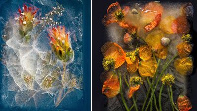 Buz içinde saklı güzellikler