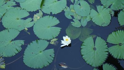 Nuh&#039;un gemisi gelse beni almaz