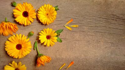 Aynısefa bitkisinin faydaları nelerdir?