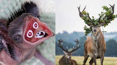 Hayvanlar hakkında bilmediğiniz 24 gerçek