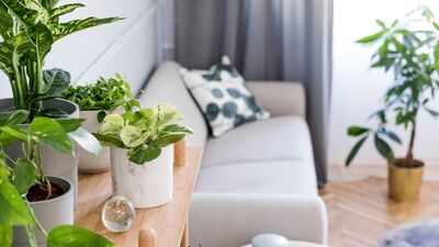  Evde yetiştirmesi kolay bitkiler