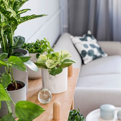 Evde yetiştirmesi kolay bitkiler