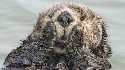 2019'un en komik vahşi doğa fotoğrafları