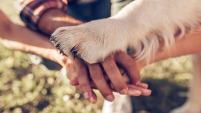 Hayvanlara neden yakınlık duyarız?