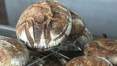 Mayasını oğlu gibi besliyor