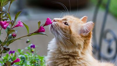 Bu bitkiler kedilere zarar vermiyor!