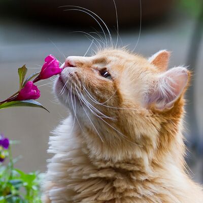 Bu bitkiler kedilere zarar vermiyor!