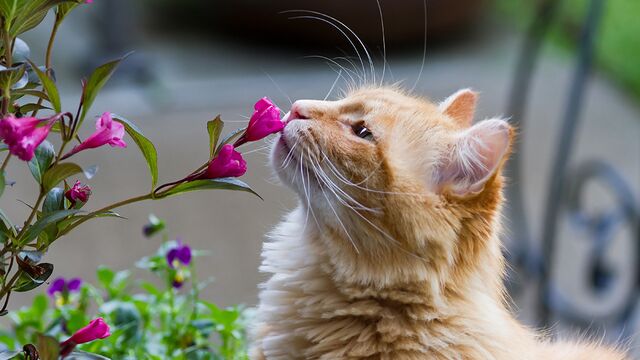 Bu bitkiler kedilere zarar vermiyor!