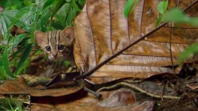 Dünyanın en küçük kedisi!