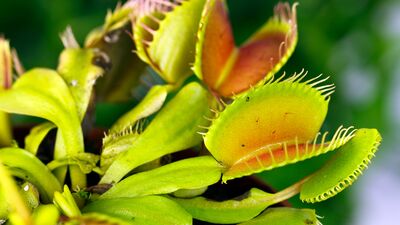 Evde yetişebilen etobur bitki çeşitleri