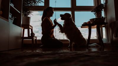 Evcil hayvanların deprem çantasında neler olmalı?