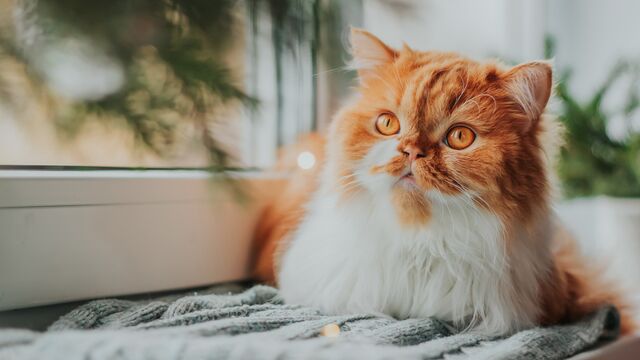 Kedinize mama dışında verebileceğiniz yiyecekler