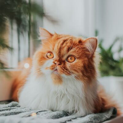 Kedinize mama dışında verebileceğiniz yiyecekler