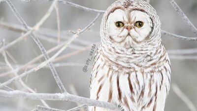 Kedi suratları her yerde!