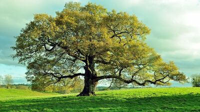 Yaşamımızda tesadüf olmaz