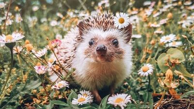 Bay Pokee'nin maceraları