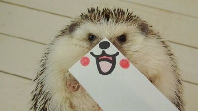 Sevimli kirpi Marutaro