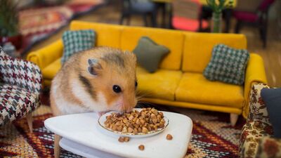 Sevimli hamsterların minik kasabası