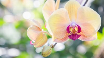 Genital bölgenizdeki sinsi tehlike: HPV