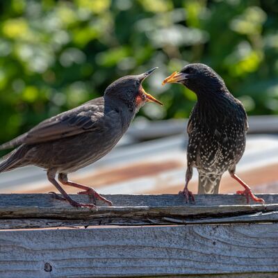 Sürekli acıkma haline 8 çözüm