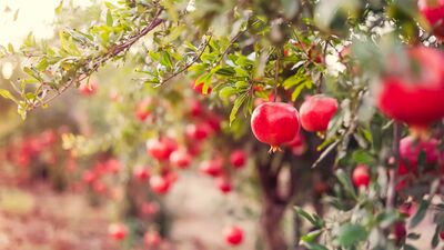 Yılbaşı ritüelleri