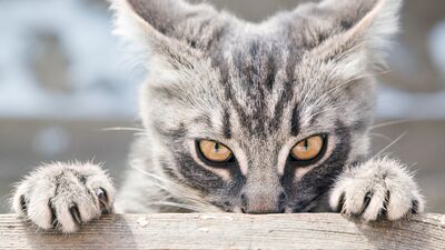 Kötüyüm ve zekiyim, var mı itirazı olan?