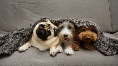 Köpek cinsleri ve özellikleri