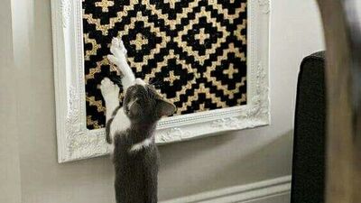 Kedinize eşyalarını siz yapabilirsiniz