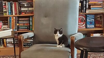 Kedi sahiplendiren kitapçı